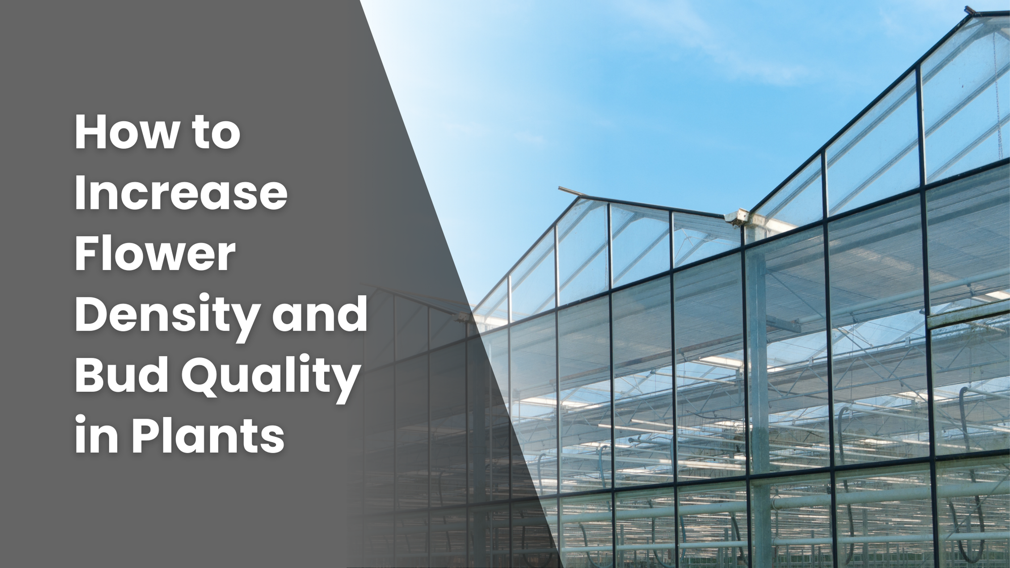 Featured image for a blog article, "How to Increase Flower Density and Bud Quality in Plants" with an image of a greenhouse in the background.