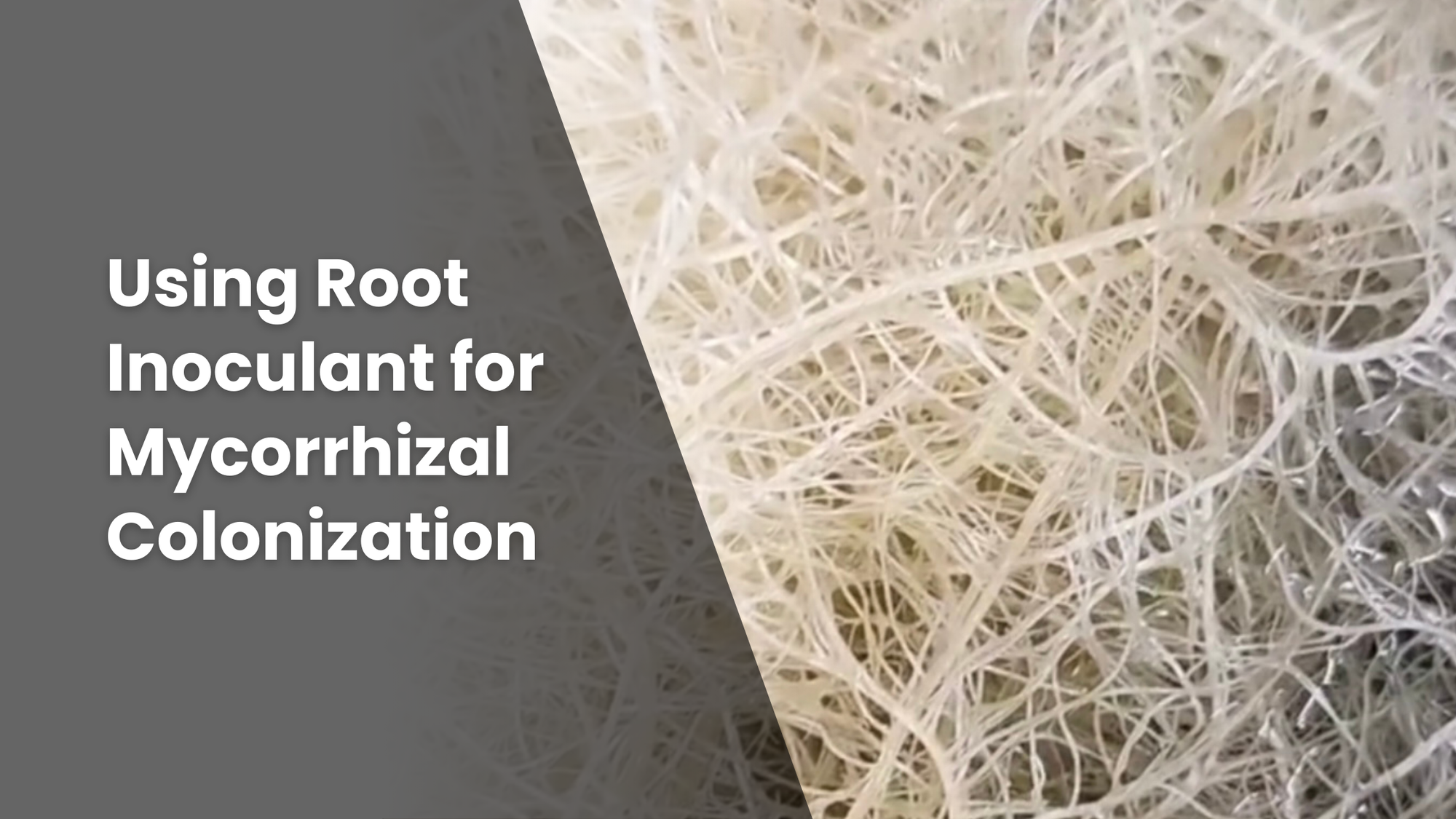 Featured image for a blog article, "Using Root Inoculant for Mycorrhizal Colonization" with an extreme close-up image of a fungi.
