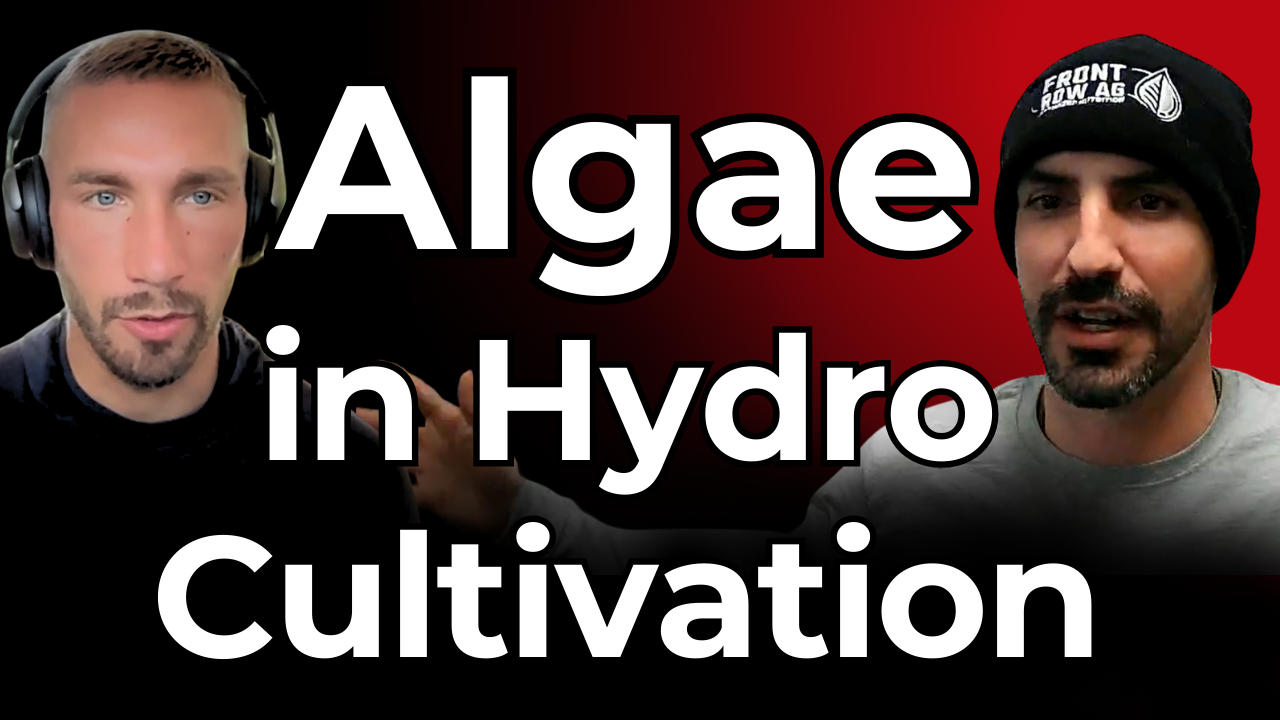 Best Practices for Algae Prevention in CEA