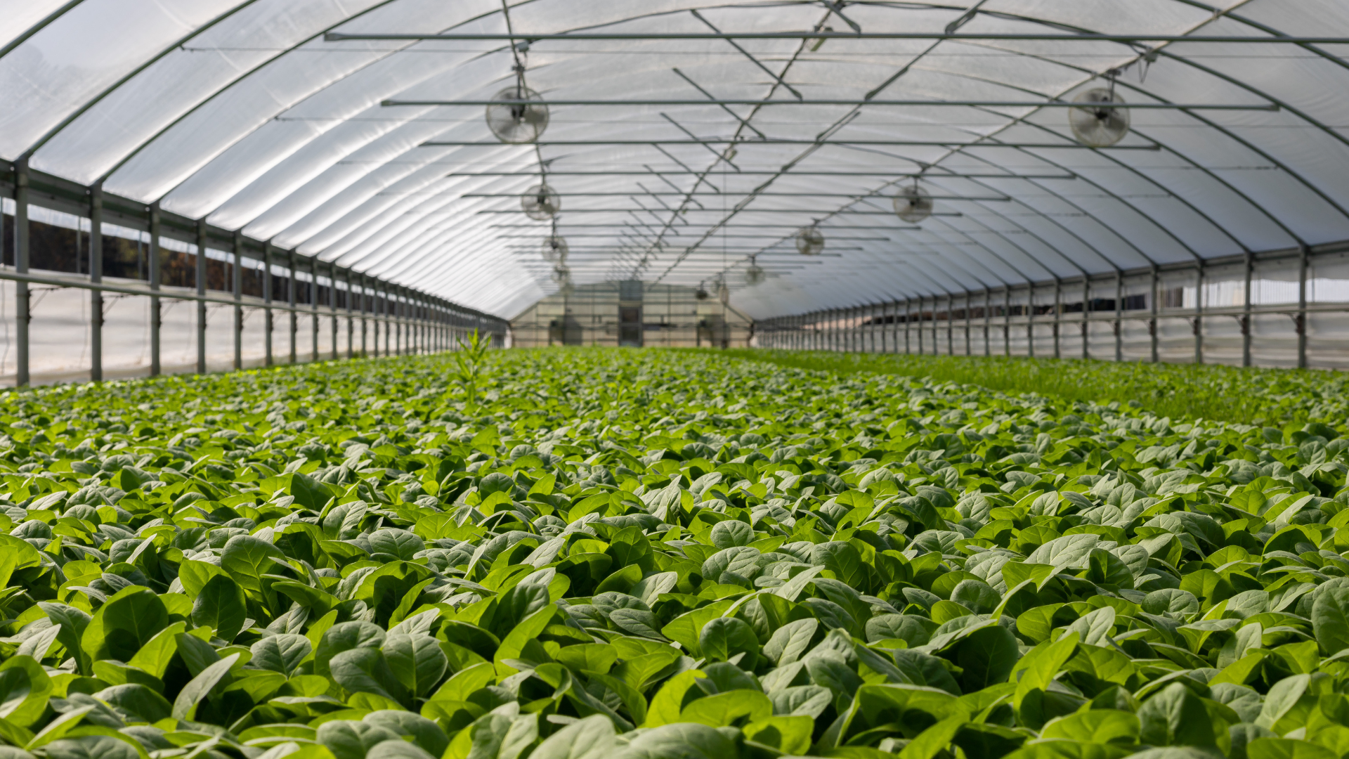 Crop Steering With Nitrogen Blog Image Showcasing Controlled Environment Agricultural Greenhouse