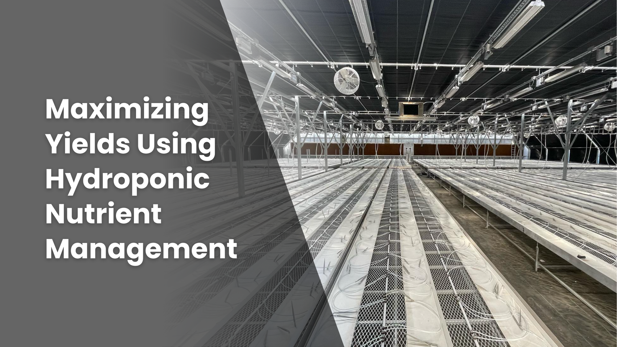 Featured image for a blog article, "Maximizing Yields Using Hydroponic Nutrient Management" with an image of an industrial greenhouse interior.