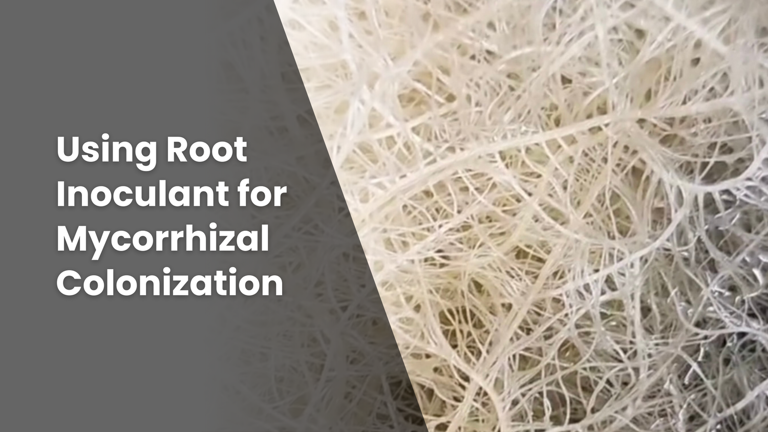 Featured image for a blog article, "Using Root Inoculant for Mycorrhizal Colonization" with an extreme close-up image of a fungi.